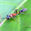 Twig ant