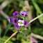 Canastillo de Plata / Sweet Alyssum
