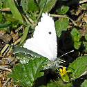 Falcate Orangetip (female)