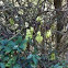 Birdwood's Mucuna