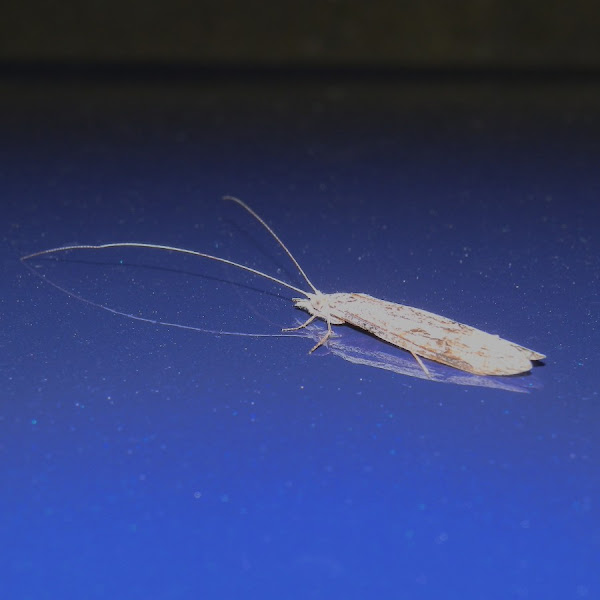 Caddisfly Project Noah