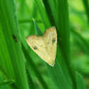 Straw Dot Moth