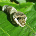 Lizard Head Caterpillar
