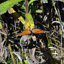 Viceroy