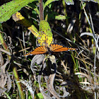 Viceroy