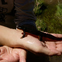 Rough-skinned Newt