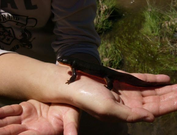 Spotting Image 1
