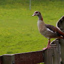 Nijlgans (Alopochen aegyptiaca)