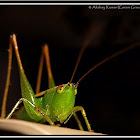 grass hopper