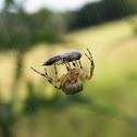 Spider wrapping its meal