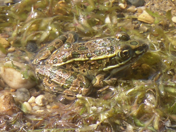 Spotting Image 1