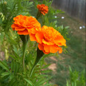 Marigold