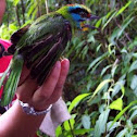 Black-browed Barbet