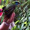 Black-browed Barbet