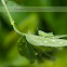 Small Green Grasshopper
