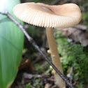 Tawny grisette
