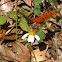 Gulf Fritillary