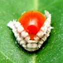Variable Ladybird