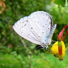 Great blue hedge