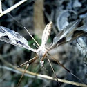 Crane Fly