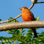 Summer Tanager