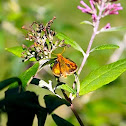 Skipper (butterfly)