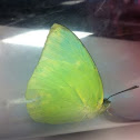 Lemon Emigrant