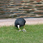 Coot, Blässhuhn