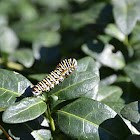 Black Swallowtail Caterpillar