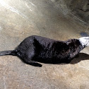 Sea Otter