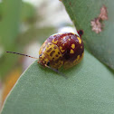 Spotted Paropsine Beetle
