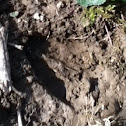 Deer tracks