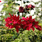 Unknown spotting