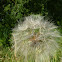 Wiesenbocksbart