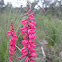 Pink Heath