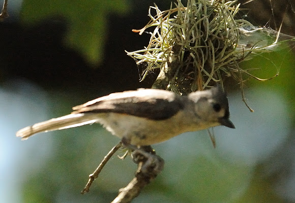 Spotting Image 1