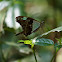Apple Green Swallowtail