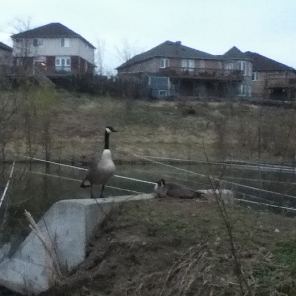 Spotting Image 1
