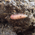 Botfly Larvae