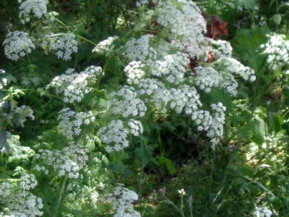 Spotting Image 1