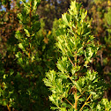 Parrotbush