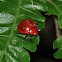 Fungus beetle