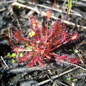 Sundew