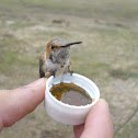 Rufous Hummingbird