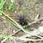 Black House Spider