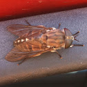 Horse Fly