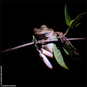 Cuban Tree Frog