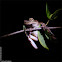 Cuban Tree Frog