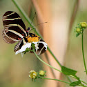 Zebra Longwing Butterfly