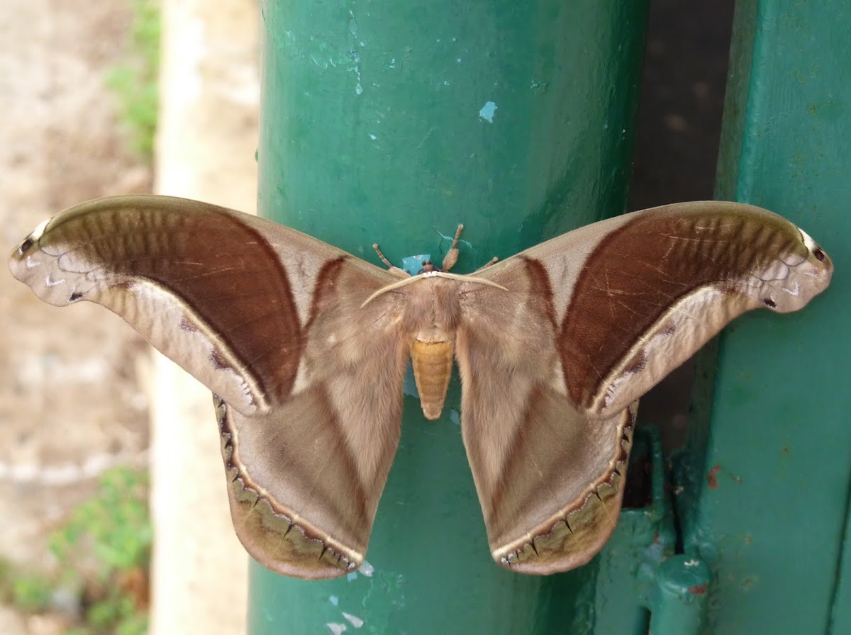 Saturniid moth
